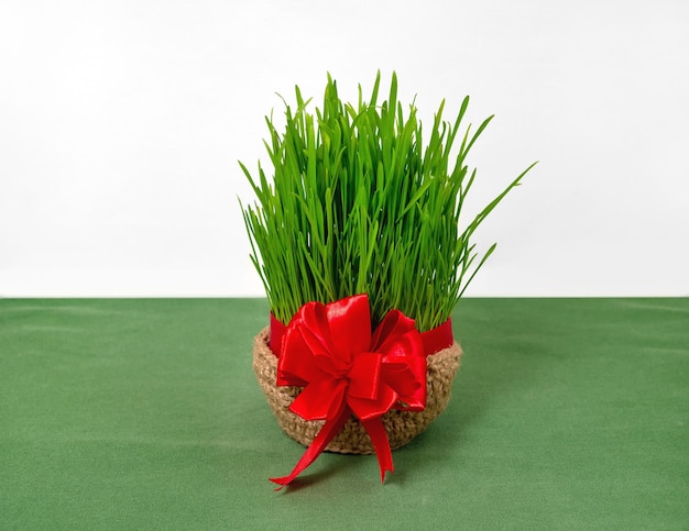 Rośliny pszeniczne na święto Nowruz Uroczystość równonocy wiosennej Perski Irański Azerbejdżan Nowy rok