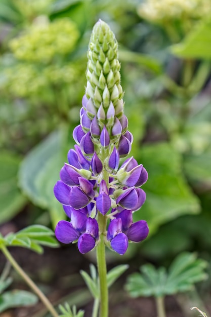 Rośliny Rano Drzewa Kolory Oddział Botaniczne