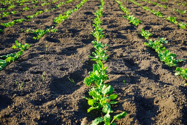 Rośliny rolnicze rosną w ziemi Naturalne organiczne uprawy żywności rosnące w bogatej czarnej ziemi.