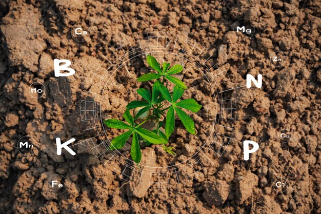 Zdjęcie rośliny rosną z bogatej gleby i mają ikonę przymocowaną do składników odżywczych niezbędnych do wzrostu rośliny