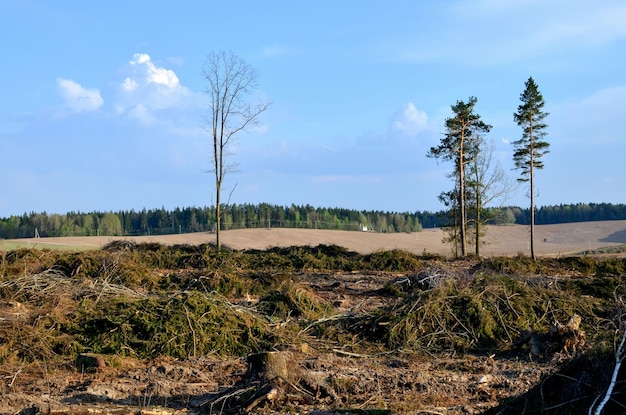 Rośliny rosnące na lądzie na tle nieba