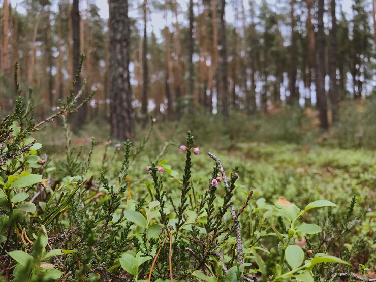 Zdjęcie rośliny rosnące na lądzie w lesie