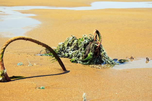 Zdjęcie rośliny rosnące na plaży na tle nieba