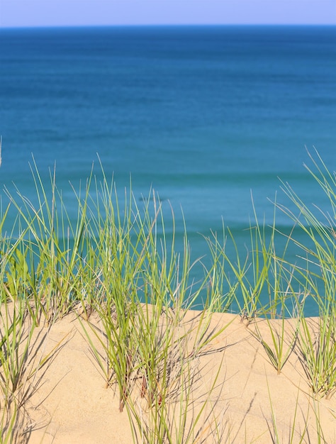 Zdjęcie rośliny rosnące na plaży w obliczu morza