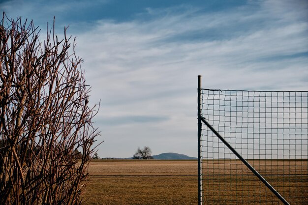 Rośliny rosnące na polu na tle nieba