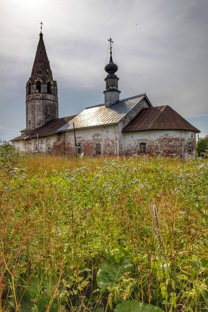 Zdjęcie rośliny rosnące na polu na tle nieba