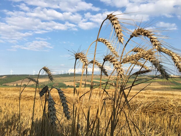 Zdjęcie rośliny rosnące na polu na tle nieba