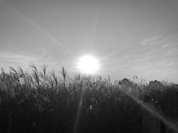Zdjęcie rośliny rosnące na polu pod jasnym słońcem