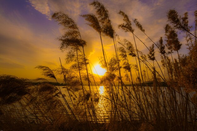Zdjęcie rośliny rosnące na polu przy jeziorze przy zachodzie słońca