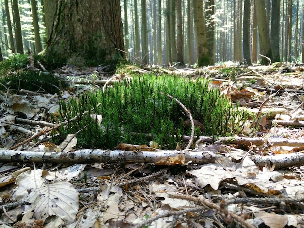 Zdjęcie rośliny rosnące na polu w lesie
