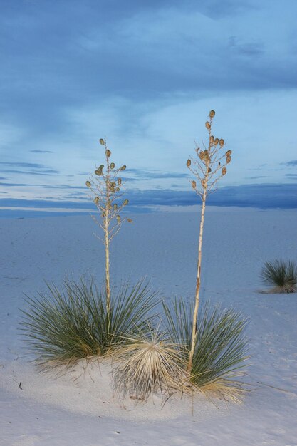 Zdjęcie rośliny rosnące na pustyni na tle nieba