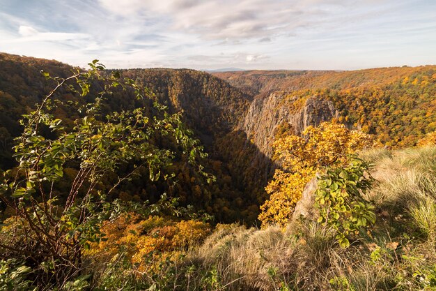 Zdjęcie rośliny rosnące na skałach na tle nieba