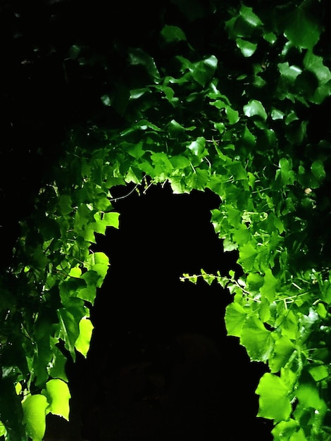 Zdjęcie rośliny rosnące w ciemności