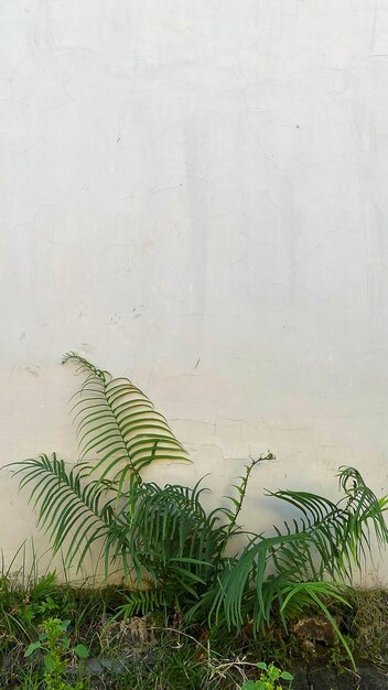 rośliny rosnące w rogu ściany na podwórku
