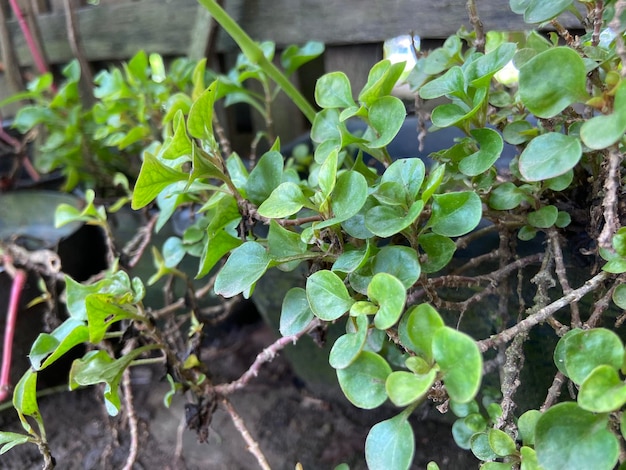 Rośliny Rotala rotundifolia to rodzaj rośliny, która jest uprawiana do dekoracji akwarium