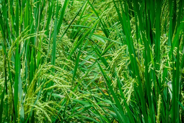 Rośliny ryżu rosną na polu.