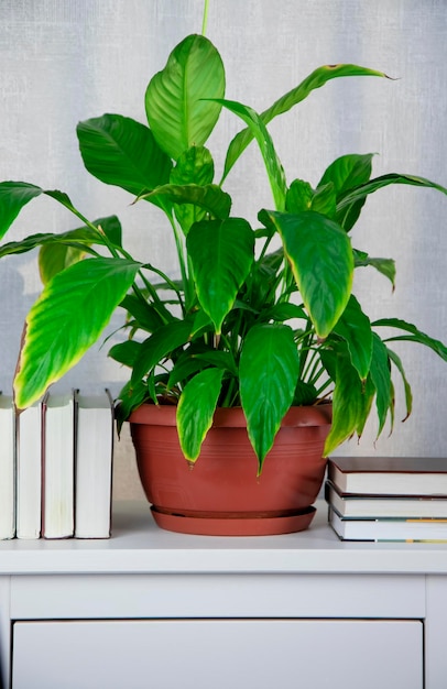 rośliny Spathiphyllum we wnętrzu