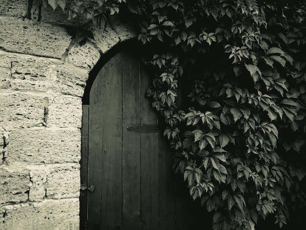 Rośliny tkackie prawie ukryły drzwi w ścianie drewniane drzwi z bluszczem