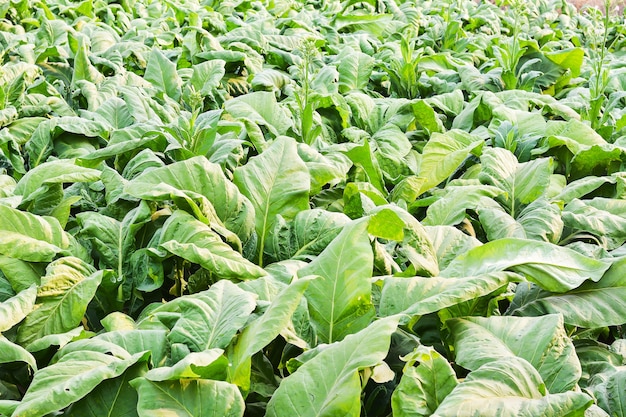rośliny tytoniu w polu przed zbiorem
