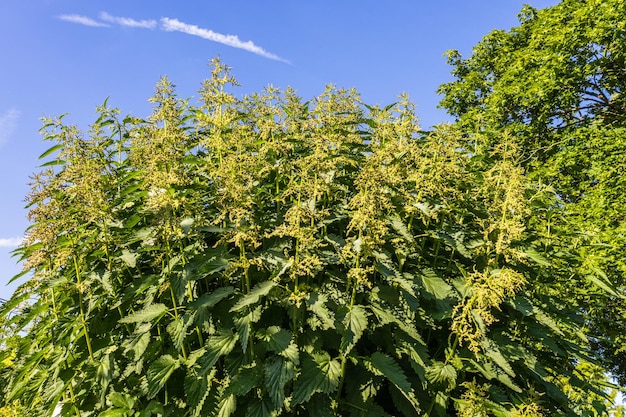 Rośliny Urtica Dioica kwitną w letnim ogrodzie