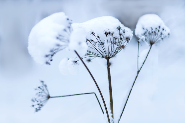 Zdjęcie rośliny w parku pokryte są szronem i śniegiem. zimna faktura glazury
