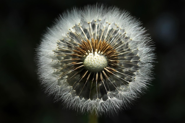 Rośliny zbliżenie Dandelion szczegóły makro bloom