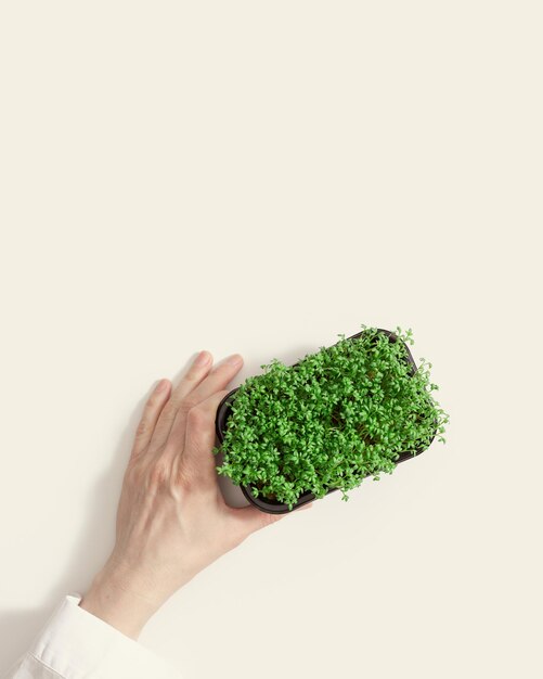 Rosnące pędy sałatki z krasolady w pojemniku z plastikowym pudełkiem z mikrogreenami