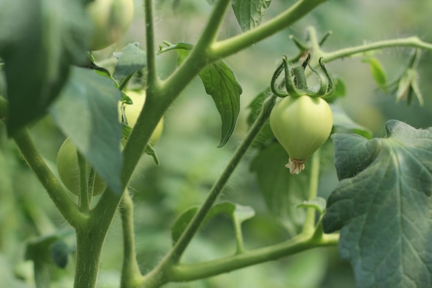 Rosnące Sadzonki Pomidorów Owocowych Zielonych Pomidorów W Ogrodzie Zbliżenie