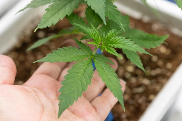 Rosnące tło transparentu konopi Zbliżenie zielone liście marihuany na dłoni naukowca dortor uprawa w pomieszczeniach Kryta szklarnia