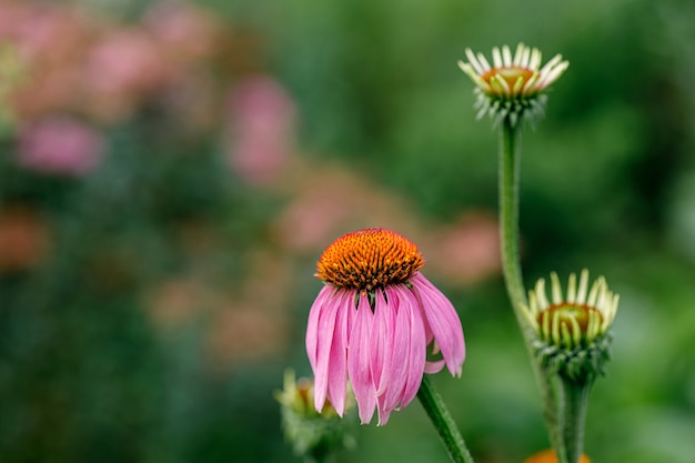 Rosnący kwiat Echinacea Purpurea