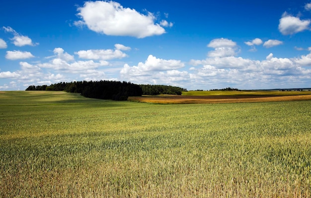 Rośnie zielona trawa