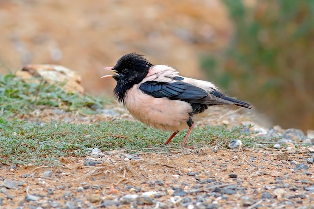 Rosy Starling Pastor roseus Beautiful Male Birds of Thailand