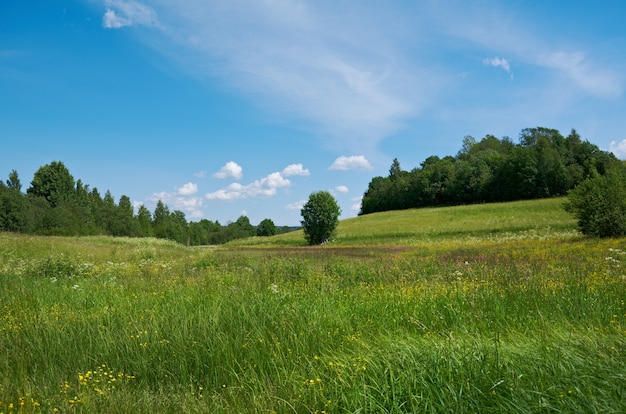 Rosyjska letnia łąka.Obwód archangielski, Rosja