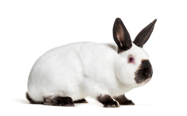 Rosyjski królik siedzi na białym tle