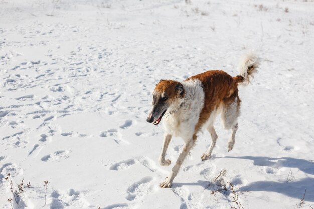 Rosyjski Pies Borzoi Biegnie Przez śnieżne Pole W Zimie