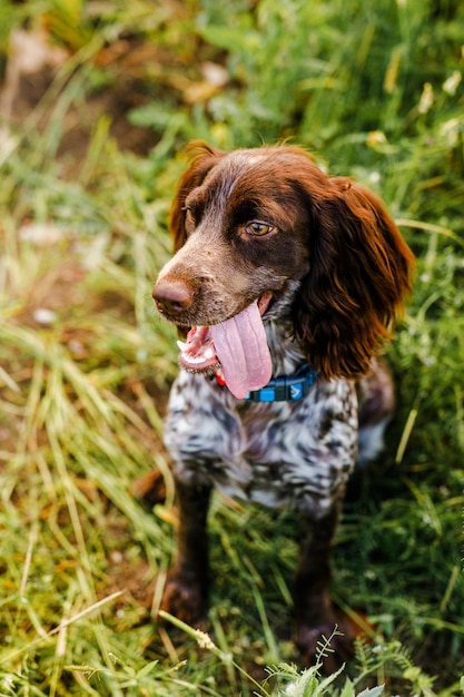 Rosyjski spaniel brązowy leżący w zielonej trawie na polu i oświetlony przez zachodzące słońce.