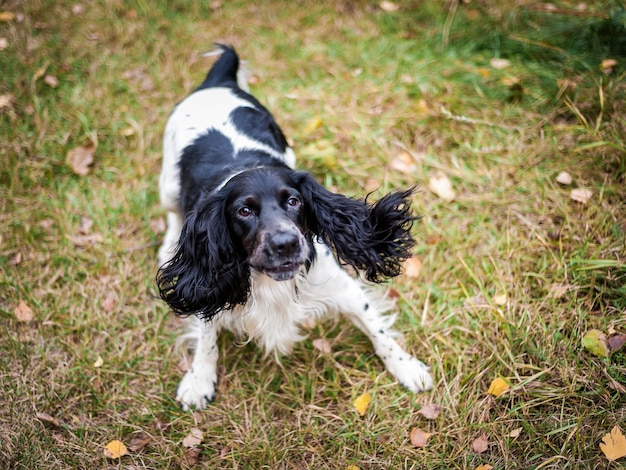 Rosyjski spaniel portret psa