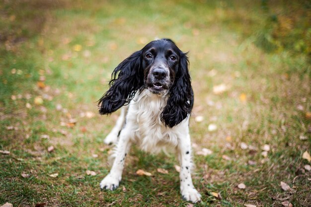 Rosyjski spaniel portret psa