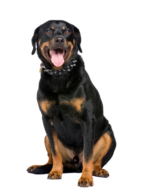 Rottweiler (5 Lat)