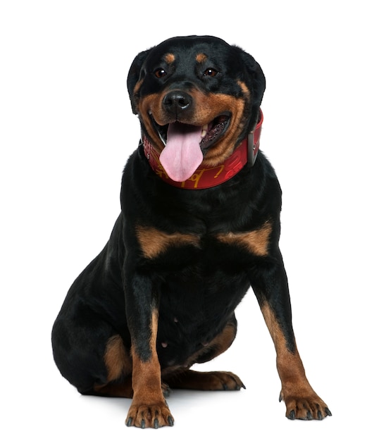 Rottweiler, 7 lat. Portret psa na białym tle