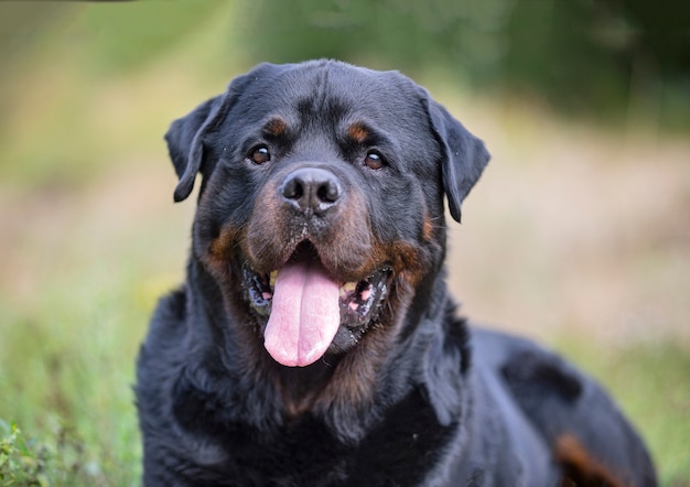 Rottweiler czystej krwi spacerujący w przyrodzie jesienią