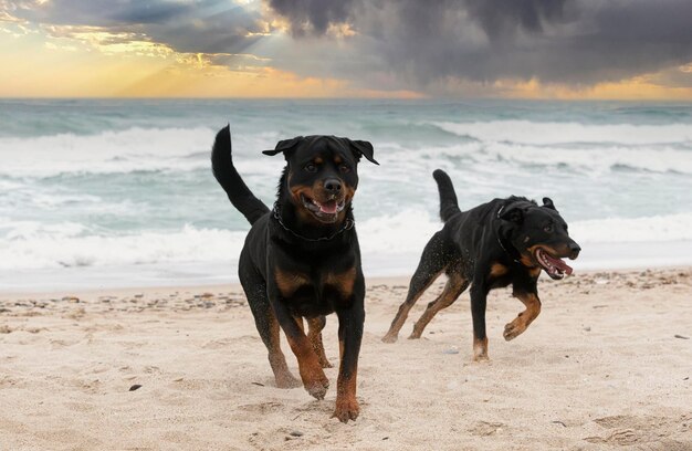Rottweiler i beauceron na plaży