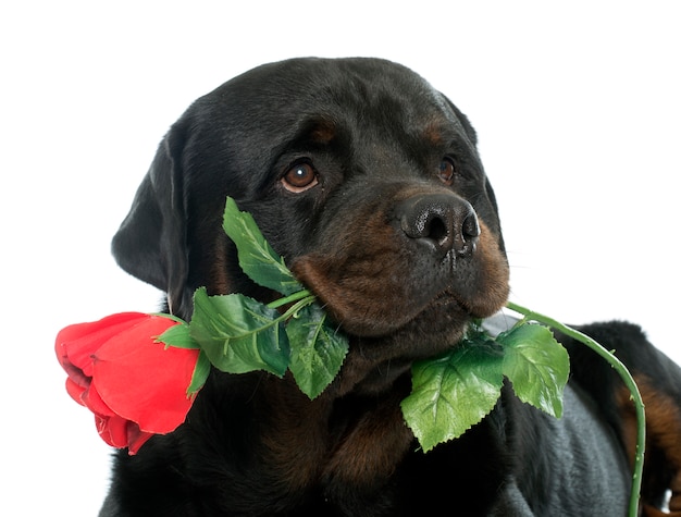 rottweiler i kwiat
