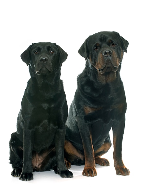 rottweiler i labrador retriever