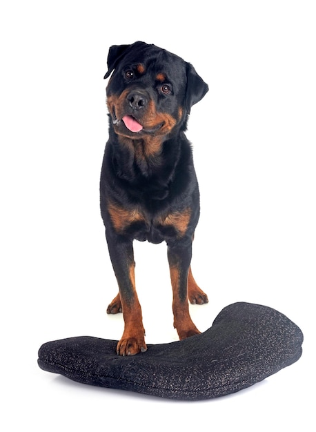 Rottweiler i ochrona ramienia