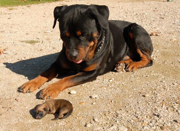 Rottweiler I Szczeniak