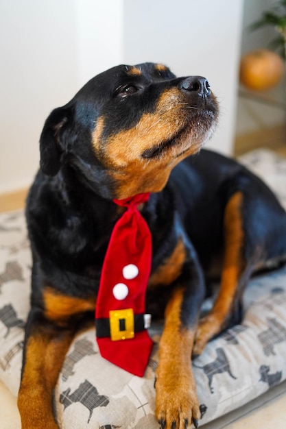 Rottweiler pies świętuje Boże Narodzenie z czerwonym krawatem.