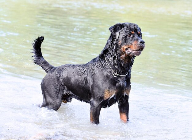 Rottweiler pływający w rzece