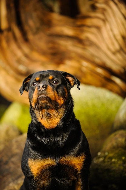 Rottweiler przeciwko drzewowi