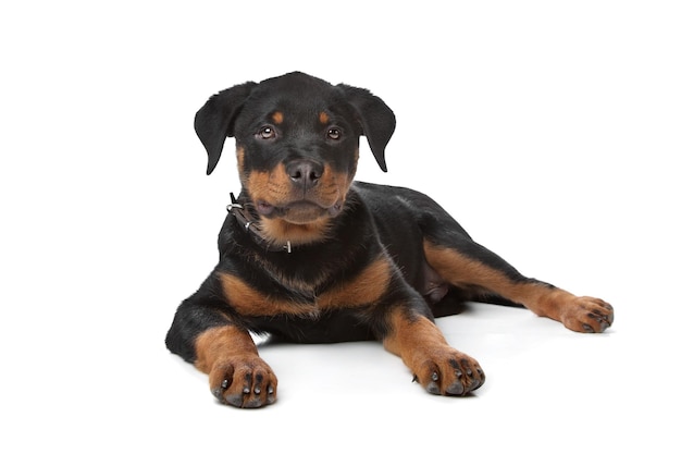 Rottweiler puppy